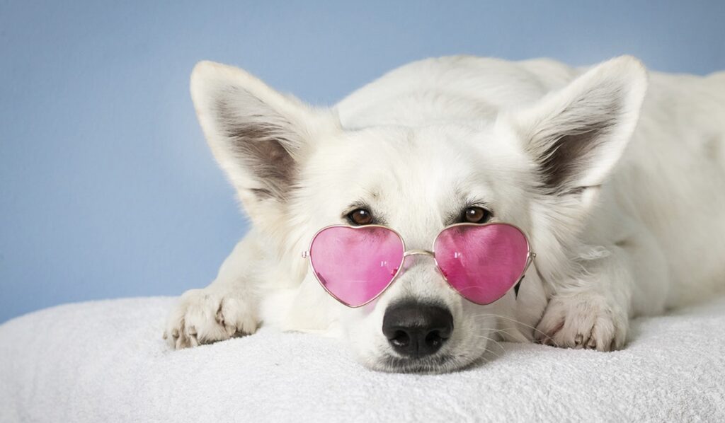 white dog with pink heart-shaped glasses lying down